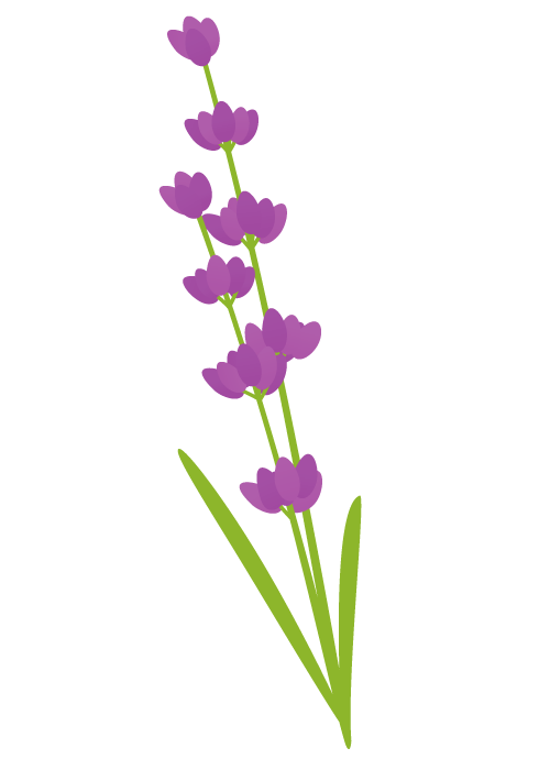ラベンダー（Lavender）の花～無料のフリーイラスト素材集