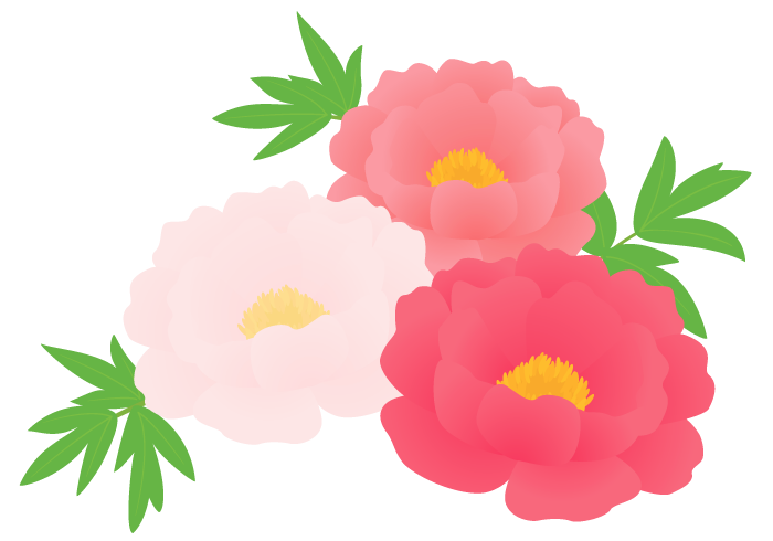 ボタン シャクヤク 牡丹 芍薬 の花 無料のフリーイラスト素材集