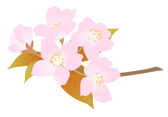 サクラ 桜 の花 高品質なフリーイラスト素材集