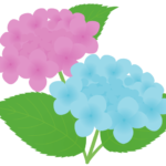 アジサイ（紫陽花）