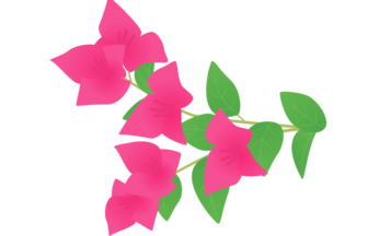 
ブーゲンビリア
