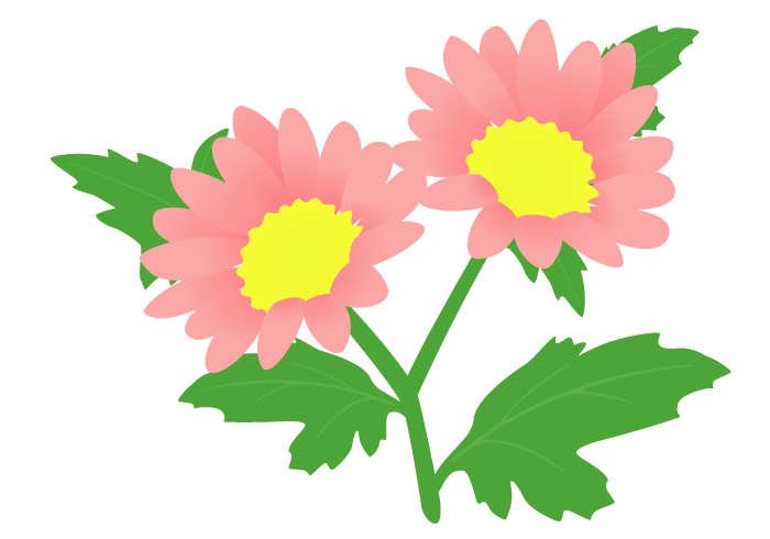 キク 菊 の花 無料のフリーイラスト素材集