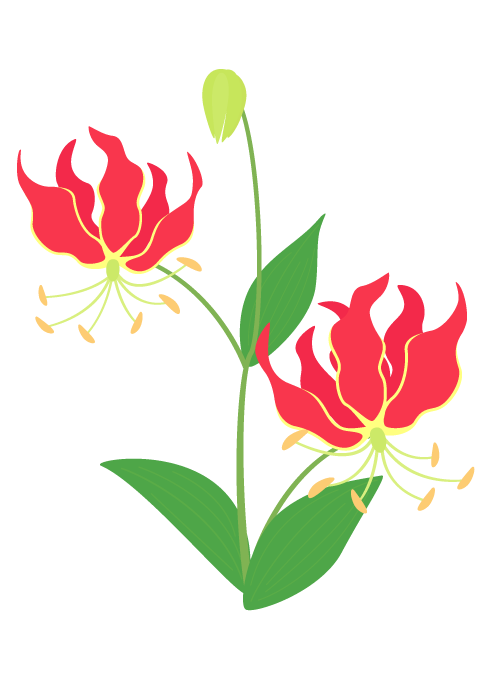 グロリオサの花～美しい無料のフリーイラスト素材集