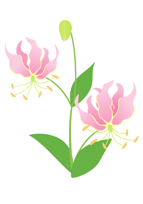 グロリオサの花～美しい無料のフリーイラスト素材集