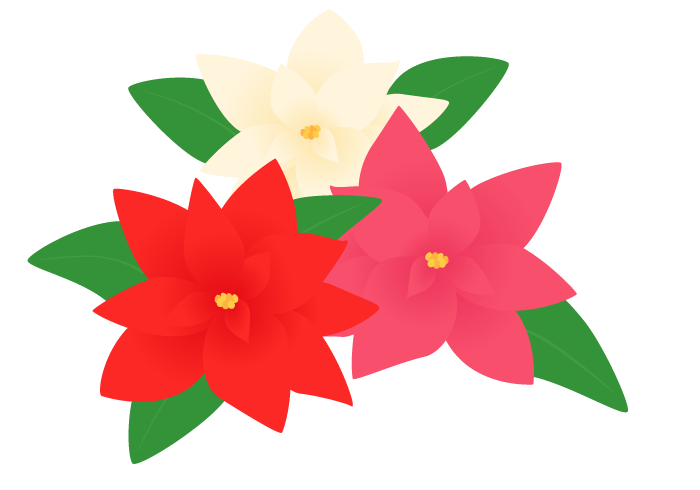 ポインセチアの花 かわいい無料のフリーイラスト素材集