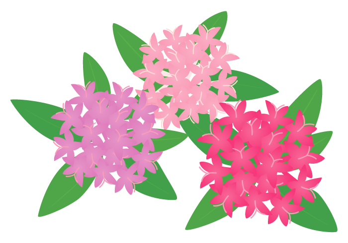 ペンタスの花 かわいい無料のフリーイラスト素材集