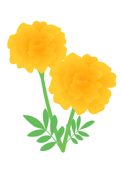 マリーゴールドの花 かわいい無料のフリーイラスト素材集