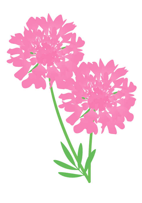 スカビオサの花 かわいい無料のフリーイラスト素材集
