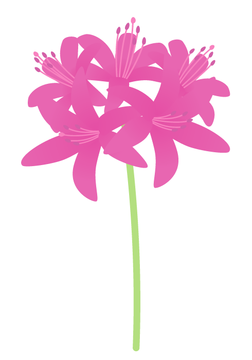 ネリネの花 かわいい無料のフリーイラスト素材