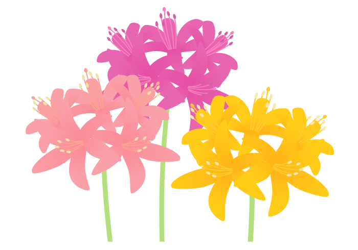 ネリネの花 かわいい無料のフリーイラスト素材