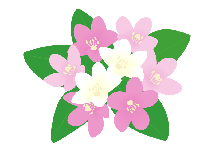 ハコネウツギの花 かわいい無料のフリーイラスト素材集