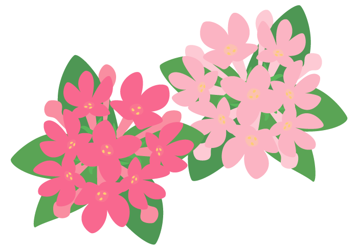 ブバルディアの花 かわいい無料のフリーイラスト素材集