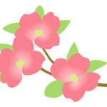 ピンク色のハナミズキ（花水木）