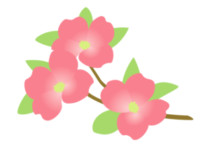ピンク色のハナミズキ（花水木） 