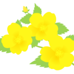 ヤマブキ（山吹）