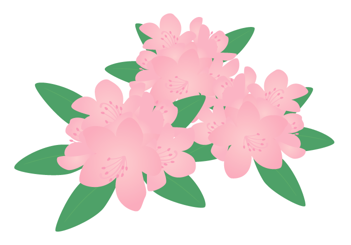 ピンク色のシャクナゲ（石楠花）