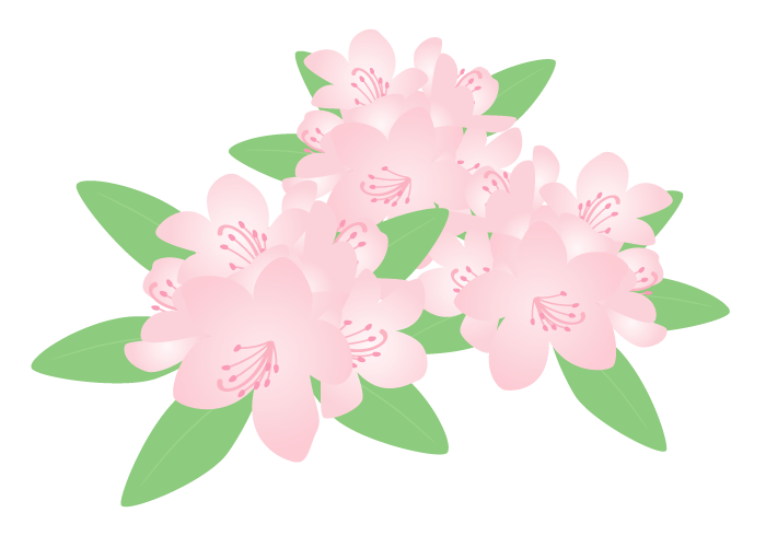 ピンク色のシャクナゲ（石楠花）