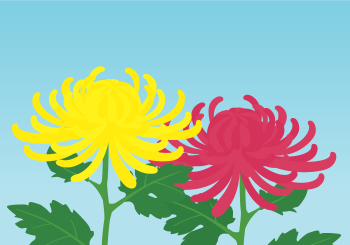 キク 菊 の花 美しい無料のフリーイラスト素材集