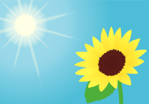 ヒマワリ（向日葵）と太陽の風景