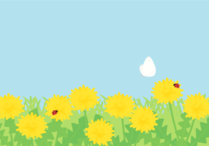 タンポポ（蒲公英）の風景（モンシロチョウ）