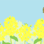 ナノハナ（菜の花）の風景（アゲハチョウ）