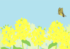 ナノハナ（菜の花）の風景（アゲハチョウ）