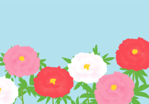 ボタン（牡丹）の風景