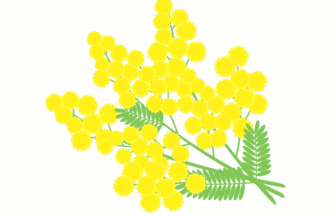 ミモザアカシア
