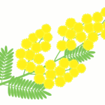 ミモザアカシア