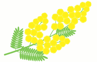 ミモザアカシア