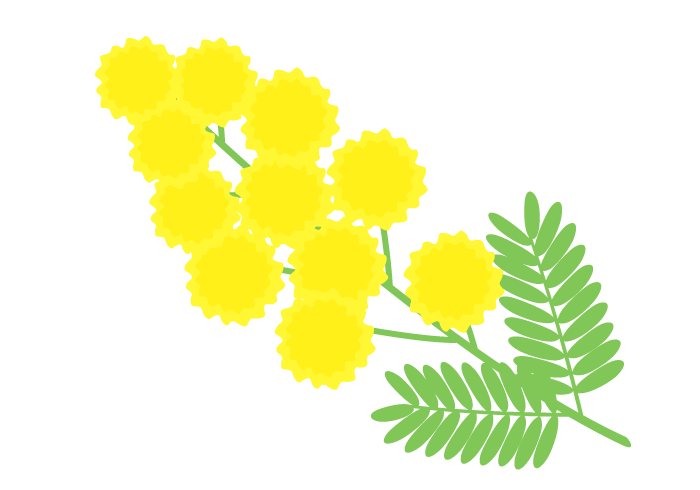 ミモザアカシア