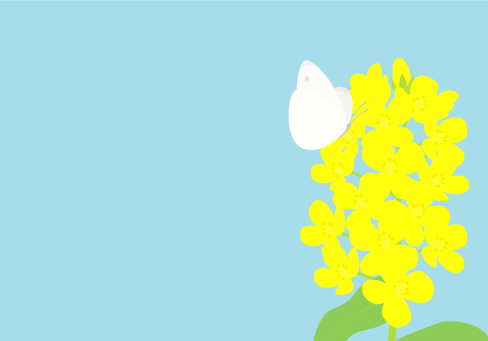 七十二候の菜虫化蝶（ハノハナとモンシロチョウ）