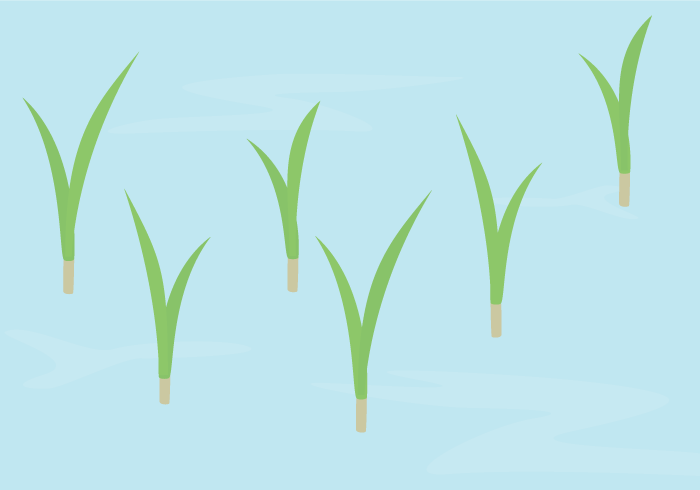 七十二候の葭始生