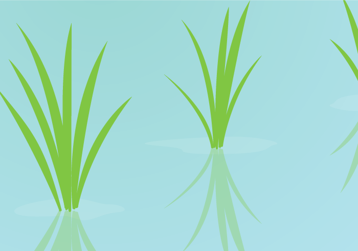 七十二候の霜止出苗（イネ：若苗）