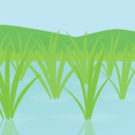 七十二候の霜止出苗（イネ：若苗）