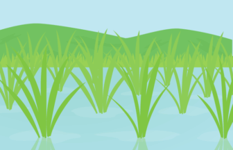 七十二候の霜止出苗（イネ：若苗）