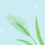 二十四節気の穀雨（ムギ）