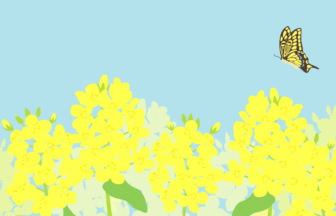 二十四節気の啓蟄（ナノハナとアゲハチョウ）