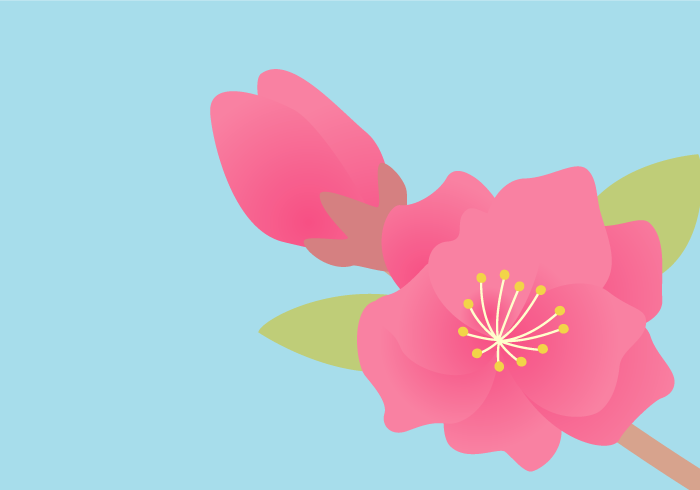 七十二候の桃始笑（モモの花）