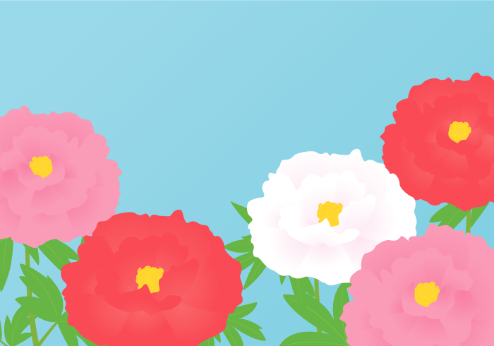 七十二候の牡丹華（ボタン）