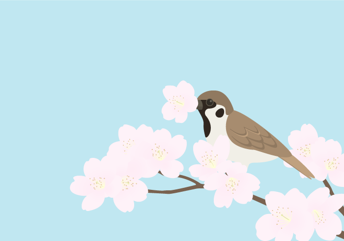 七十二候の雀始巣（スズメとサクラ）