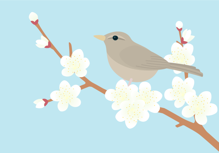 七十二候の黄鶯睍睆（ウメとウグイス）