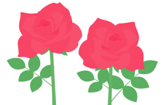 赤色のバラ（薔薇）