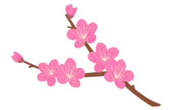 
ピンク色のウメ（梅）の花枝
