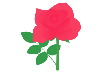 赤色のバラ（薔薇）
