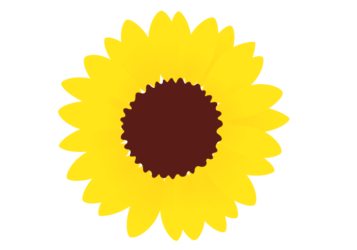 ヒマワリ(向日葵) ヒマワリ(向日葵)