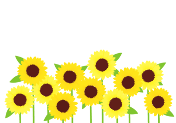 ヒマワリ(向日葵) ヒマワリ(向日葵)