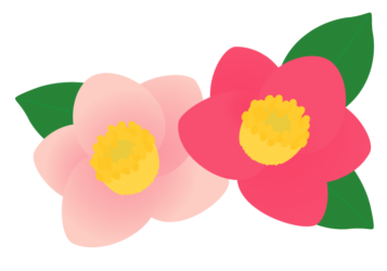 ピンク色のツバキ（椿）の花