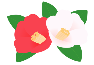 紅白のツバキ（椿）の花