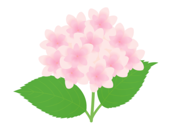 ピンク色のアジサイ（紫陽花）